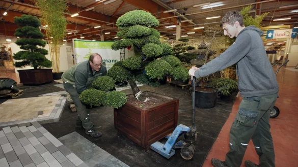 Der Herforder Gartenbaumeister Hans-Joachim Kleimann bringt mit Hilfe seines Auszubildenden Max Tersteegen eine 35 Jahre alte Japanische Stechpalme auf ihren Platz in der kleinen Garteninstallation in der Messehalle. - &copy; Bernhard Preuss