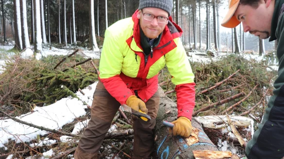 Forstreferendar Mathias Schwermer sch&auml;lt die Rinde einer Fichte ab, um den K&auml;ferbefall genau analysieren zu k&ouml;nnen. - &copy; Sigrun M&uuml;ller-Gerbes