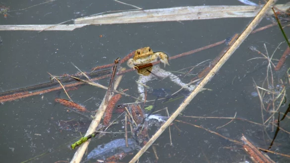 Im Fr&uuml;hling zieht es die Amphibien zur Fortpflanzung zur&uuml;ck zu den Gew&auml;ssern, in denen sie geschl&uuml;pft sind. - &copy; Symbolbild/Pixabay