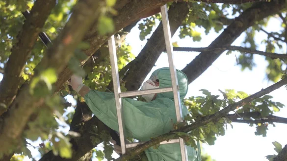 Ein Experte im Schutzanzug saugt die Raupen des Eichenprozessionsspinners aus dem Baum in Bielefeld. - &copy; Sarah Jonek