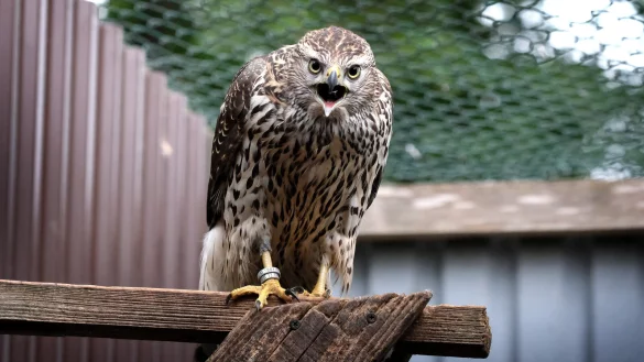 Auch wenn er an Menschen gew&ouml;hnt ist, f&uuml;hlt sich dieser Habicht durch den Fotografen doch in seinem Revier gest&ouml;rt. - &copy; Andreas Fr&uuml;cht