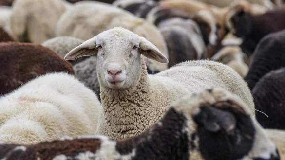 Hat der Sch&auml;fer seine Tiere vernachl&auml;ssigt? Das Veterin&auml;ramt meint ja. Das sieht der Halter anders. - &copy; Pixabay/Symbolbild