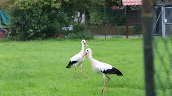 Ein &auml;lteres Storchenpaar (35 und 36 Jahre) &uuml;berwintert in Elbrinxen und erh&auml;lt von Rolf Klinge vom Storchenverein regelm&auml;&szlig;ig zus&auml;tzliches Futter. - &copy; Freya K&ouml;hring