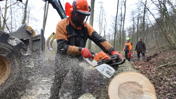 Dort wo B&auml;ume auf gemeindeeigenenen Fl&auml;chen gef&auml;llt werden, sollen sie m&ouml;glichst auch ersetzt werden. So sieht es ein Antrag der CDU vor. - &copy; Vera Gerstendorf-Welle (Archivfoto)