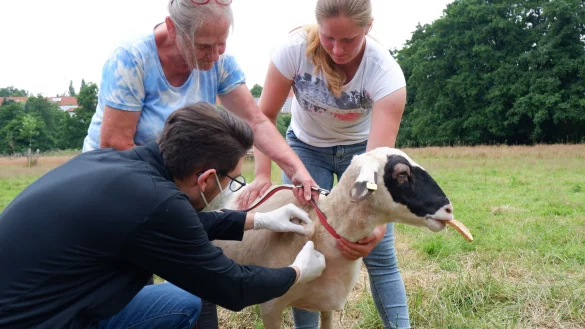 Nach der Sprechstunde stehen f&uuml;r Nasos Ioannou und Tierarzthelferin Carolin Lambrecht die Au&szlig;entermine an. In einer Schafherde gibt es F&auml;lle von R&auml;ude, einem Milbenbefall. - &copy; Lorraine Brinkmann