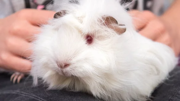 Kind mit Meerschweinchen - &copy; Foto: Andrea Warnecke/dpa-tmn