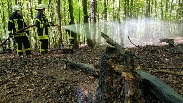 Brand im Unterholz: Auf 2000 Quadratmetern musste die Feuerwehr am Dohlenberg den gesamten Waldboden auf links drehen. - &copy; Marianne Schwarzer