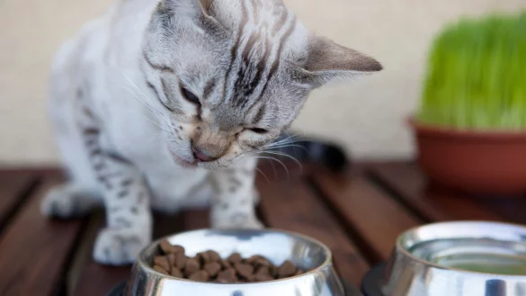 Trockenfutter f&uuml;r Katzen - &copy; Foto: Silvia Marks