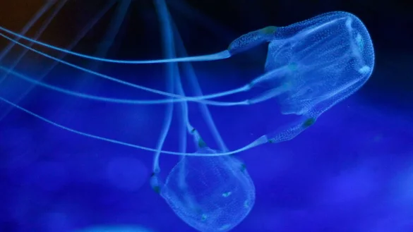 W&uuml;rfelqualle - &copy; Foto: Nic Bothma/EPA/dpa