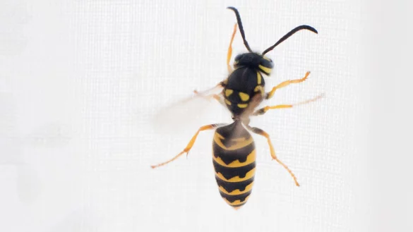 Wespe - &copy; Foto: Julian Stratenschulte