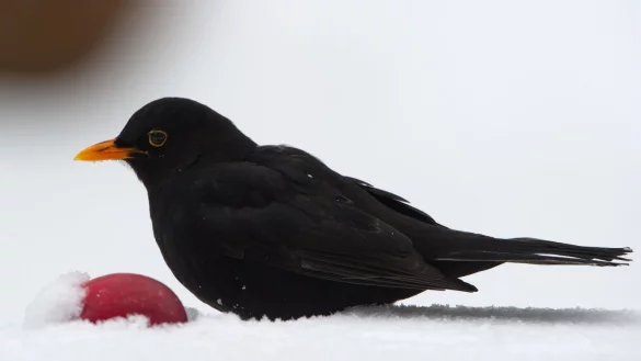 Amsel - &copy; Foto: Tim Brakemeier