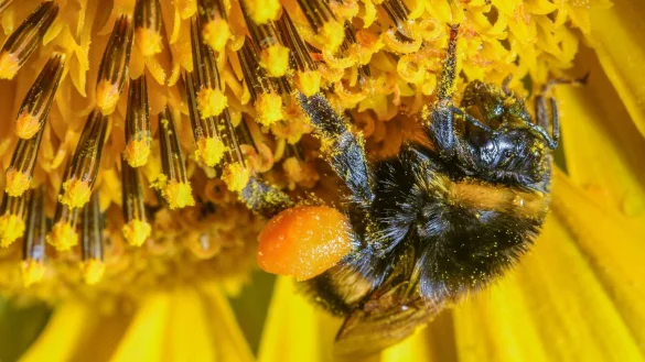 Insekten im Garten - &copy; Foto: Patrick Pleul