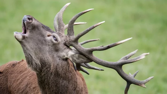 Rothirsch - &copy; Foto: Boris Roessler/dpa