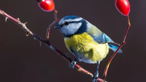 Ausschau nach Meise und Co. - &copy; Foto: Patrick Pleul/dpa-Zentralbild/dpa-tmn