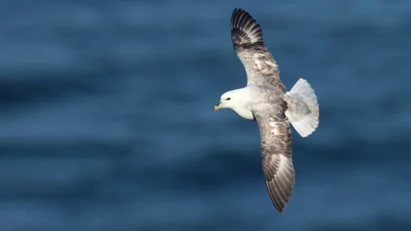 Eissturmvogel - &copy; Foto: Thorsten Runge/Verein Jordsand zum Schutz der Seev&ouml;gel und der Natur/dpa