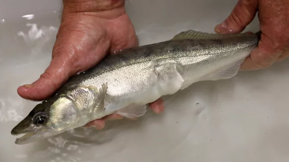 Genom des Zanders ist entschl&uuml;sselt - &copy; Foto: Bernd W&uuml;stneck/dpa-Zentralbild/dpa