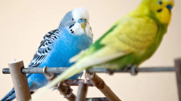 Keks f&uuml;r den Wellensittich: Gesunde Snacks selber backen - &copy; Foto: Andrea Warnecke/dpa-tmn