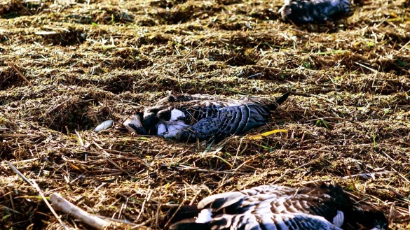Gefl&uuml;gelpest in Nordfriesland - &copy; Foto: Frank Molter/dpa