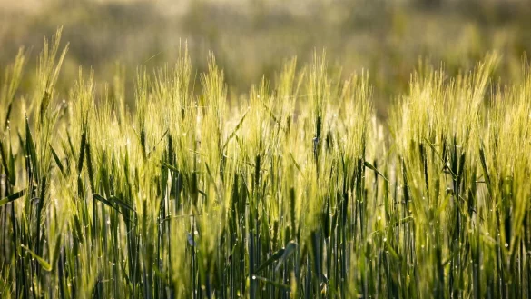 Getreidefeld - &copy; Foto: Michael Reichel/dpa-Zentralbild/dpa