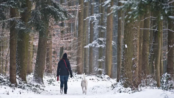 Waldspaziergang mit Hund - &copy; Foto: Tobias Kleinschmidt/dpa