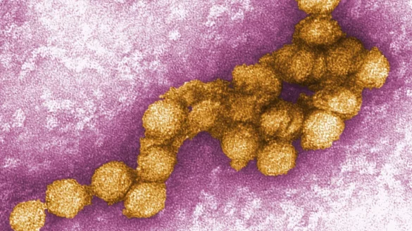 West-Nil-Virus - &copy; Foto: Cynthia Goldsmith/epa/dpa
