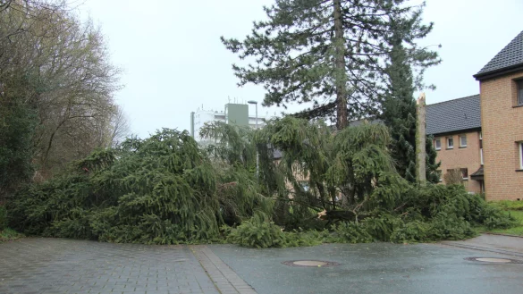 Eine gro&szlig;e Tanne versperrte die Stra&szlig;e am Felix Fechenbach Berufskolleg. - &copy; Carolin Brokmann