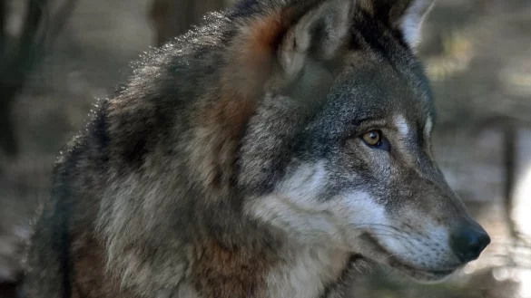 Ein Wolf wurde in Bad Salzuflen gesichtet. - &copy; Symbolbild: Bernd Settnik/dpa