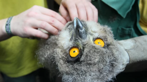 &Auml;ngstlicher Blick: Die Jung-Uhus m&uuml;ssen je eine Feder opfern, damit ihr Geschlecht bestimmt werden kann. Anschlie&szlig;end werden sie beringt und sind so eindeutig zu identifizieren. - &copy; Foto: Kiel-Steinkamp