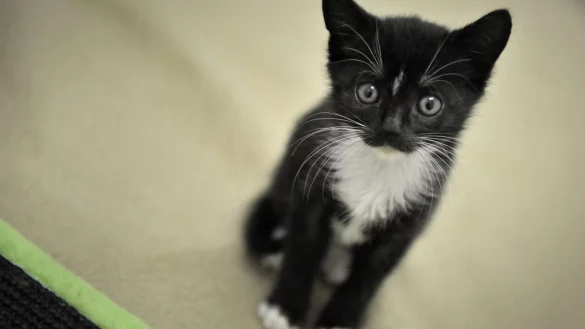 Katze - &copy; Foto: Fredrik von Erichsen/dpa