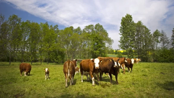 K&uuml;he auf der Weide - &copy; Foto: Arno Burgi/dpa-Zentralbild/dpa