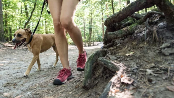 Bergtouren mit Hund - &copy; Foto: Robert G&uuml;nther/dpa-tmn
