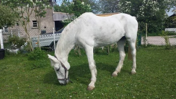 Diese Stute wurde durch den Pferderipper so schwer verletzt, dass sie eingeschl&auml;fert werden musste. - &copy; Heike Skowronek