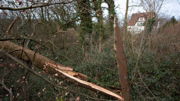 Nach dem Sturm laufen in den lippischen W&auml;ldern die Aufr&auml;umarbeiten. - &copy; Friso Gentsch/dpa
