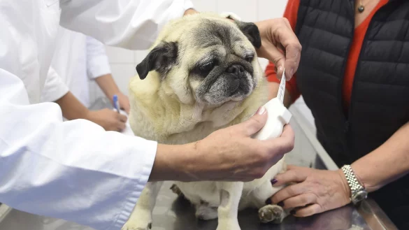 Ein Mops - &copy; Foto: Andreas Gebert/dpa/dpa-tmn