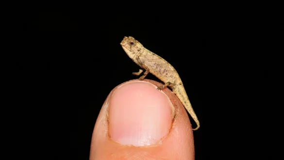 Brookesia nana - © Foto: Frank Glaw/SNSB-ZSM/dpa