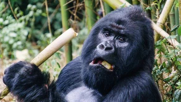 Berggorilla - &copy; Foto: Philipp Laage