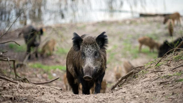 Wildschweine haben kleine Augen und einen kr&auml;ftigen R&uuml;ssel. Ausgewachsene M&auml;nnchen k&ouml;nnen bis zu 250 Kilogramm schwer werden. - &copy; dpa