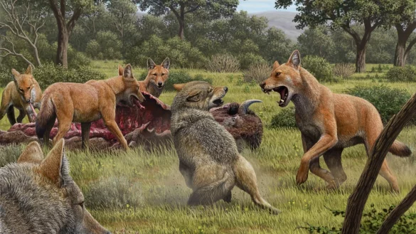 &laquo;Game of Thrones&raquo;-Wolf - &copy; Foto: Mauricio Ant&oacute;n/Nature/dpa