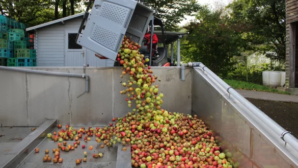 Äpfel-Ernte auf dem Lohmanshof in Detmold/Hiddesen: Die Lebenshilfe unterhält viele Werkstätten für Menschen mit Behinderungen. - © Kyrill von Matuschka