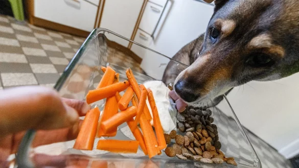 M&ouml;hren f&uuml;r den Hund - &copy; Foto: Markus Scholz