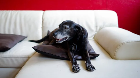 Hunde bei Gewitter - &copy; Foto: Daniel Bockwoldt/dpa