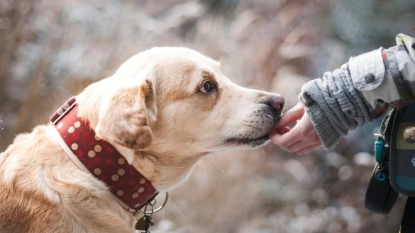 Immer wieder werden entlaufene Tiere gefunden. In welches Tierheim sie kommen, hängt von der Kommune ab. - © Pixabay