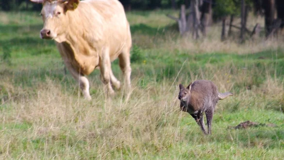 Entlaufenes K&auml;nguru in Delmenhorst - &copy; Foto: G&uuml;nther Richter/dpa
