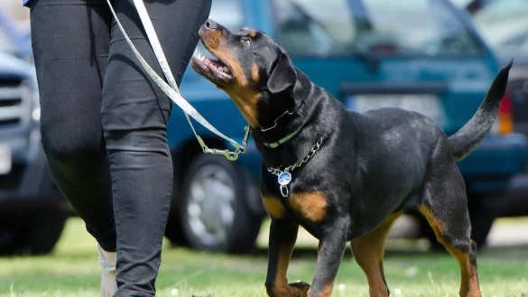 Einzelunterricht unter freiem Himmel ist erlaubt. - &copy; Symbolbild: Pixabay