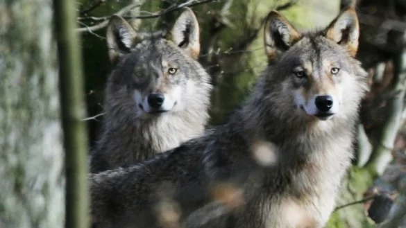 In Bielefeld sollen gleich drei W&ouml;lfe gesehen worden sein. - &copy; Sarah Jonek