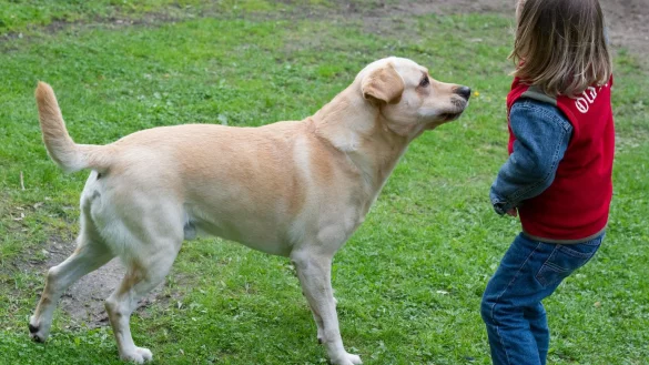 Kind spielt mit Hund - &copy; Foto: Patrick Pleul/dpa-Zentralbild/dpa