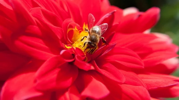 Dahlien im Garten - &copy; Foto: Andrea Warnecke