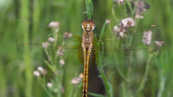 Wanderlibelle - &copy; Foto: Michael Post/Bund f&uuml;r Umwelt und Naturschutz Deutschland e.V./dpa