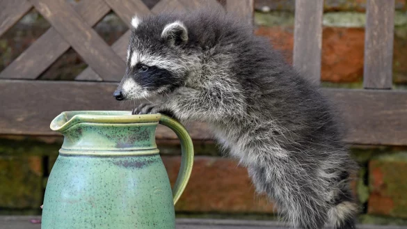 Waschb&auml;r auf Erkundungstour - &copy; Foto: Patrick Pleul/zb/dpa