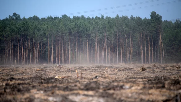 Der Dürresommer könnte wiederkommen und das noch schlimmer als im vergangenen Jahr. - © Ralf Hirschberger/dpa